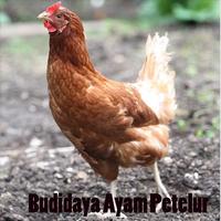 Budidaya Ayam Petelur plakat