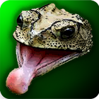 Munchie Frog-icoon