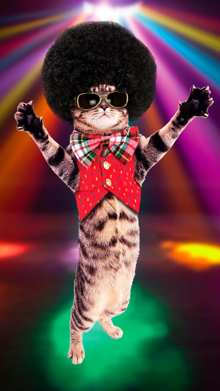 Игра dance cats. Коты танцоры. Котёнок танцор. Кошки которые танцуют. Диско кот.