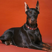 Fonds Doberman Pinschers Chien