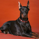 वॉलपेपर Doberman Pinsch कुत्ता APK