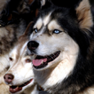 Fonds d'écran Huskies Dogs