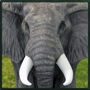 Wild Elephant Simulator APK