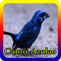 Canto Azulao offline 2017