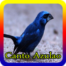 Canto Azulao offline 2017 APK