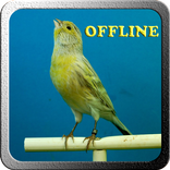 Canto de canário belga salsa NEW