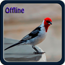 Canto de Galo de Campina offline APK