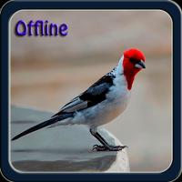 Canto de Galo de Campina offline capture d'écran 2