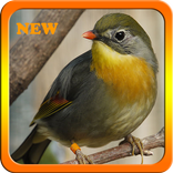 Canto De Rouxinol NEW