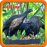 Canto do Jacu Femea Cantando NEW