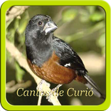 Cantos de Curió offline