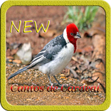 Cantos de Cardeal new offline