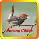 Kicau Burung Ciblek Lengkap APK