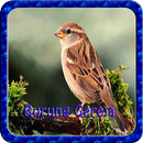 Kicau Burung Gereja NEW APK