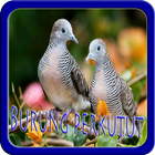 Kicau Burung Perkutut NEW-icoon