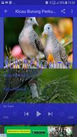 برنامه‌نما Kicau Burung Perkutut NEW عکس از صفحه