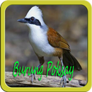 Masteran Burung Poksay MP3 APK