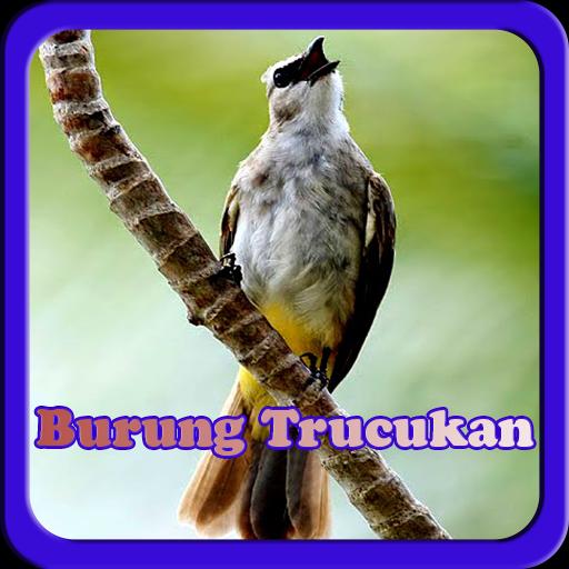 Masteran Kicau Burung Trucukan For Android Apk Download