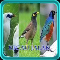 Master Kicau Jalak NEW Affiche