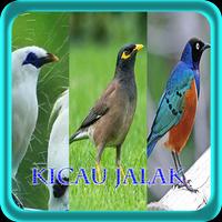 Poster Master Kicau Jalak NEW