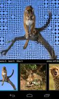 Guess Wild Cats Pictures capture d'écran 1