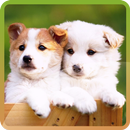 My Little Dogs Live Wallpaper APK