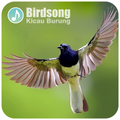 Chirping Bird Master Complete