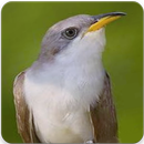 Yellow Billed Cuckoo Sound : Cuckoo Bird Song APK