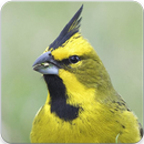 Yellow Cardinal Bird Call : Yellow Cardinal Song APK