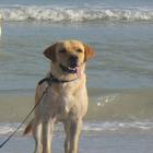 Yellow Lab Wallpaper أيقونة