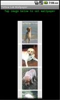 Yellow Lab Wallpaper Affiche