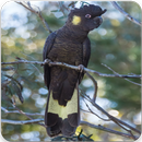 Australian Yellow Tailed Black Cockatoo Sounds APK