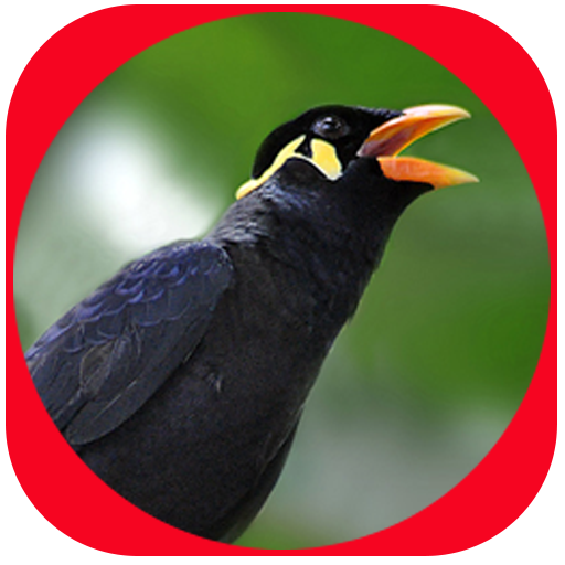 Master Suara Burung Beo Pintar