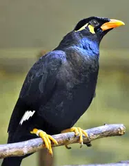 Master Suara Burung Beo Pintar APK download