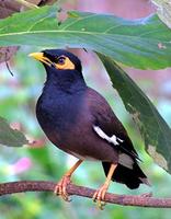 Master Suara Burung Beo Pintar تصوير الشاشة 1