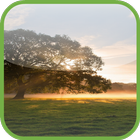 HD Tree Live Wallpaper آئیکن