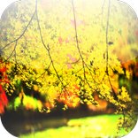 Forest Live Wallpaper