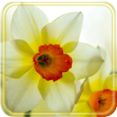 Narcissus First APK