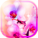 Orchid Love APK