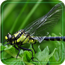 Dragonflies HD 2016 LWP APK