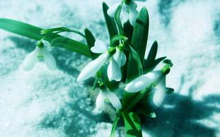 Early Spring screenshot 3