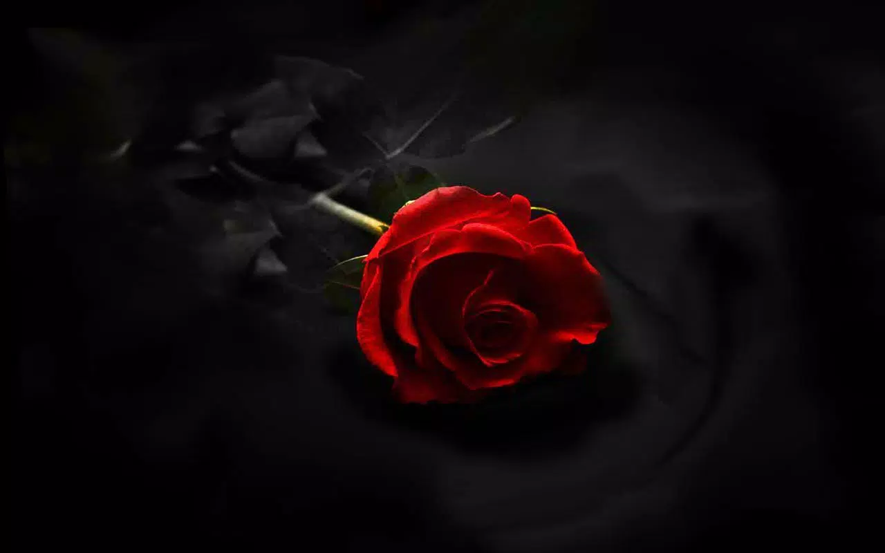 Gothic Rose Live Wallpaper APK for Android Download Gothic Rose Live Wallpaper APK for Android Download