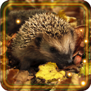 Hedgehogs live wallpaper APK