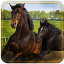 Horses Free HD live wallpaper APK