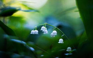 Lily of Valley Forest HD capture d'écran 3