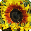 Sunflowers HD Live Wallpaper