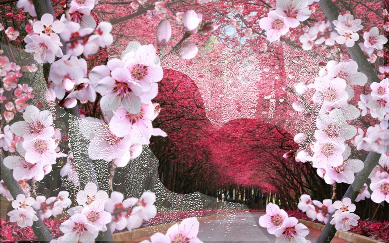 Японская песня сакура. Сакура д4. Анимашка Сакура. Живые обои Сакура. Букет цветов с сакурой.