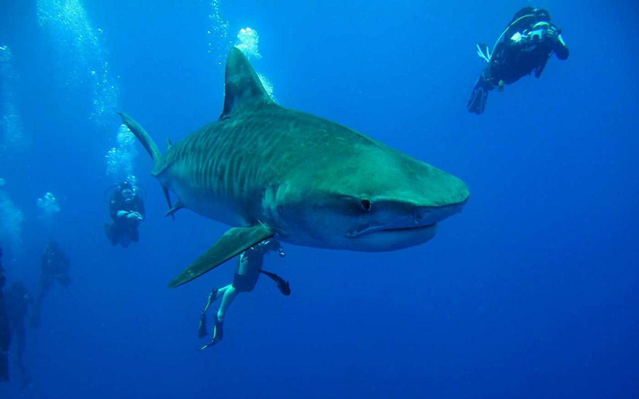 Тигровая акула опасна для человека. Дайвинг с тигровыми акулами. Тигровая акула. Аквалангист и акула. Песчаная акула.