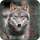 Wolf Best 2018 Live Wallpaper APK