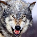 Cool Animal Link Game